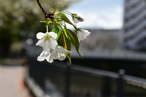 005_250328017 X900 帷子川 ヤマザクラ Z50 Z18-140.jpg