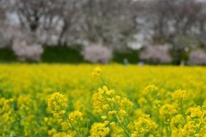 021_250404143 X900 〇幸手権現堂桜堤 Z50 Z18-140.jpg