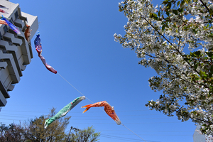 007_250404044  X900 ◎ヤマザクラと鯉のぼり 帷子川 Z50 Z18-140.jpg