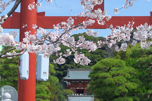 008_250405022t X900 〇鶴岡八幡宮 段葛 G7X.jpg