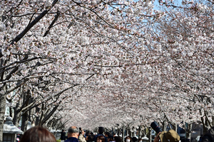 004_250405123 X900 ◎鶴岡八幡宮 段葛 Z50 Z18-140.jpg