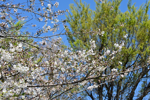 001_250404001 X900 染井吉野 峰岡公園 Z50 Z18-140.jpg