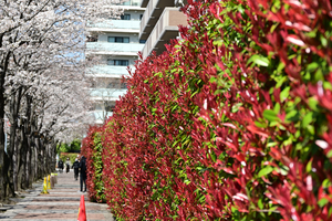 005_250404032 X900 〇水道道路 Z50 Z18-140.jpg