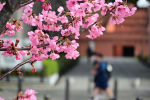 014_250328092 X900 神戸町第二公園 横浜緋桜 Z50 Z18-140.jpg