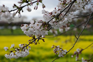 031_250404203 X900 ◎幸手権現堂桜堤 Z50 Z18-140.jpg