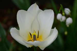 009_250328062 X900 帷子川 チューリップ Z50 Z18-140.jpg