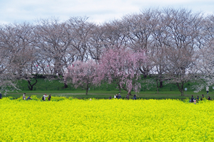 025_250402072 X900 幸手権現堂桜堤 G7X.jpg