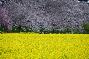 023_250404157 X900 ◎幸手権現堂桜堤 Z50 Z18-140.jpg