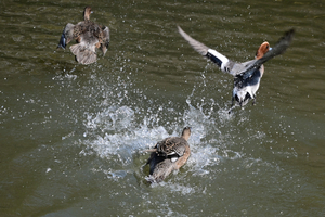010_250405181 X900 〇鶴岡八幡宮 源氏池 ヒドリガモ Z50 Z18-140.jpg