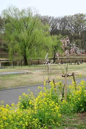 042_250404232 X900 〇古河総合公園 Z50 Z18-140.jpg