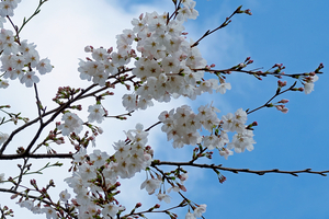 001_250328002 X900 帷子川 ヤマザクラ G7X.jpg