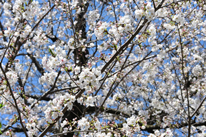 002_250404006 X900 染井吉野 峰岡公園 Z50 Z18-140.jpg