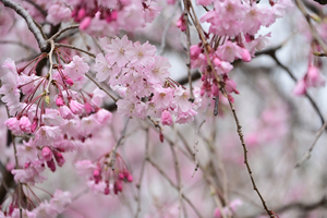 052_250404284 X900 〇古河総合公園 Z50 Z18-140.jpg