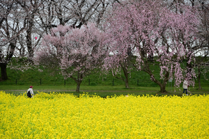 024_250404162 X900 ◎幸手権現堂桜堤 Z50 Z18-140.jpg