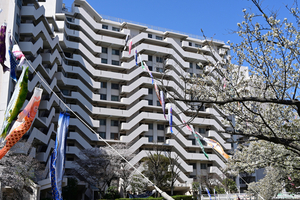 011_250404068s X900 ◎ヤマザクラと鯉のぼり 帷子川 Z50 Z18-140.jpg