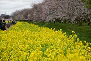 032_250404207 X900 ◎幸手権現堂桜堤 Z50 Z18-140.jpg