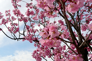 013_250328080 X900 YBP 横浜彼岸 Z50 Z18-140.jpg