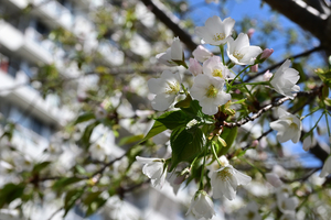 004_250328013 X900 帷子川 ヤマザクラ Z50 Z18-140.jpg