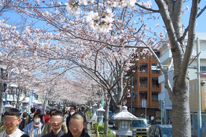 007_250405020a X900 鶴岡八幡宮 段葛 G7X.jpg