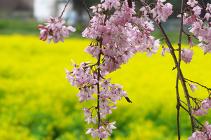 039_250402110 X900 〇幸手権現堂桜堤 G7X.jpg