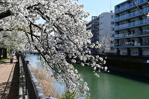 013_250404075 X900 ◎ヤマザクラ 帷子川 Z50 Z18-140.jpg