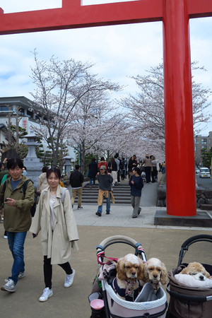 018_250405048 X900 ◎鶴岡八幡宮 段葛 G7X.jpg