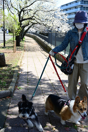 012_250404074 X900 ◎ヤマザクラ 帷子川 Z50 Z18-140.jpg