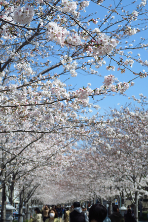 005_250405017 X900 ◎鶴岡八幡宮 段葛 G7X.jpg