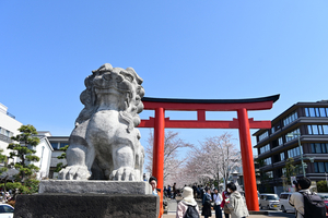 003_250405118 X900 ◎鶴岡八幡宮 段葛 Z50 Z18-140.jpg