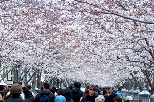 016_250405044m X900 ◎鶴岡八幡宮 段葛 G7X.jpg