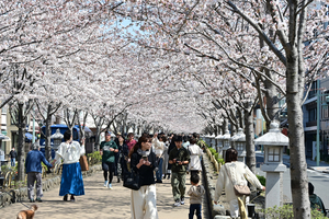 006_250405134s X900 ◎鶴岡八幡宮 段葛 Z50 Z18-140.jpg