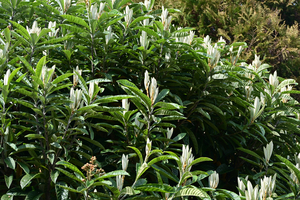 019_250328126 X900 峯小学校 ビワ Z50 Z18-140.jpg