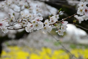 030_250404193 X900 ◎幸手権現堂桜堤 Z50 Z18-140.jpg