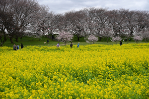 020_250404134 X900 〇幸手権現堂桜堤 Z50 Z18-140.jpg