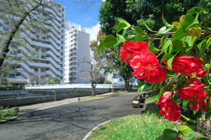 002_250328004 X900 帷子川 ツバキ八重 G7X.jpg