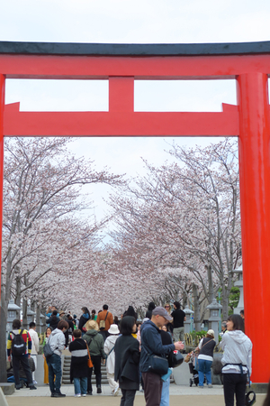 019_250405053 X900 ◎鶴岡八幡宮 段葛 G7X.jpg