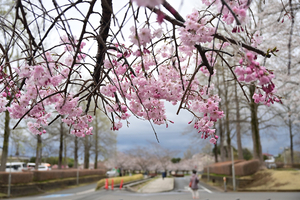 054_250404288 X900 ◎古河総合公園 Z50 Z18-140.jpg