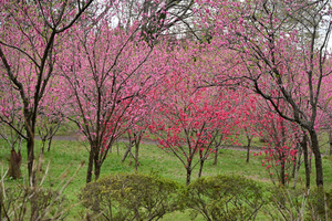 043_250404234 X900 古河総合公園 Z50 Z18-140.jpg