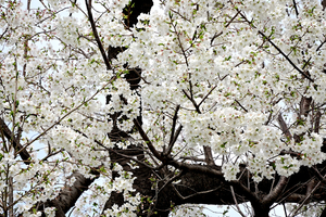 017_250328120 X900 帷子小学校 染井吉野 Z50 Z18-140.jpg