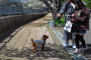 017_250404110 X900 〇帷子川 G7X.jpg