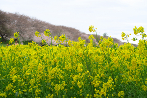 040_250402110 X900 X900 〇幸手権現堂桜堤 G7X.jpg