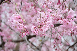 053_250404286 X900 〇古河総合公園 Z50 Z18-140.jpg