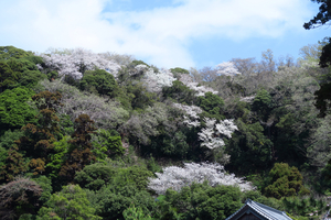 037_250405103 X900 ◎円覚寺 G7X.jpg