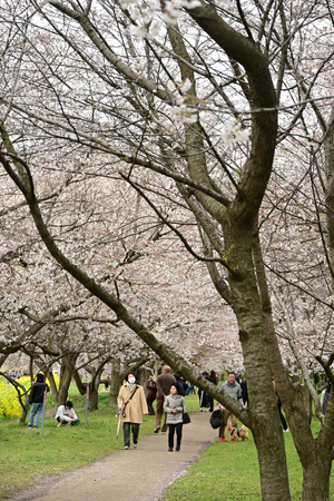 037_250404216 X900 ◎幸手権現堂桜堤 Z50 Z18-140.jpg