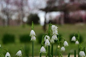 046_250404252 X900 ◎古河総合公園 スノーフレーク 鈴蘭水仙 Z50 Z18-140.jpg