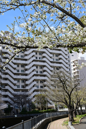 007_250328038 X900 帷子川 ヤマザクラ Z50 Z18-140.jpg