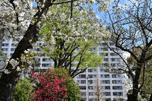 006_250328030 X900 帷子川  ヤマザクラ  Z50 Z18-140.jpg