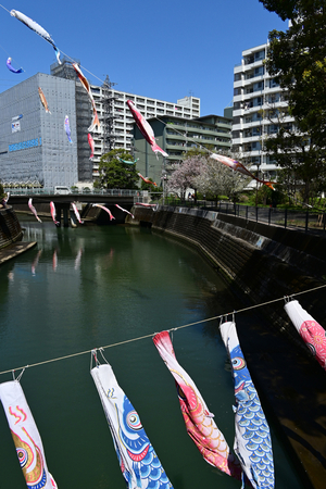 008_250404052 X900 ◎ヤマザクラと鯉のぼり 帷子川 Z50 Z18-140.jpg