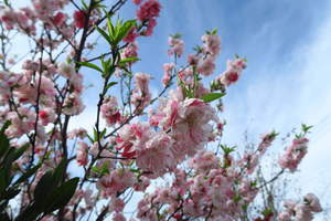 003_250328008 X900 帷子川 モモ咲き分け G7X.jpg