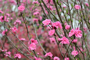 045_250404248 X900 ◎古河総合公園 Z50 Z18-140.jpg